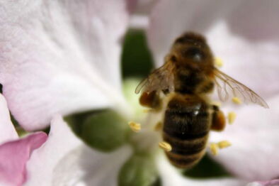 Biene auf Blüte